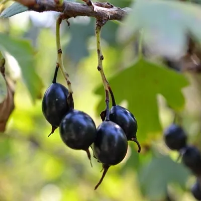 Смородина золотистая ДУСТЛИК  Смородина золотистая ДУСТЛИК в Петрозаводске