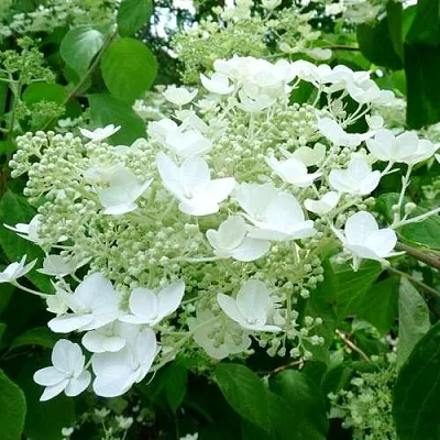 Гортензия УАЙТ ДОМ древовидная  Гортензия УАЙТ ДОМ древовидная в Петрозаводске