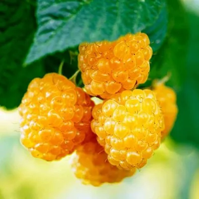 Малина МЕДОВАЯ  Малина МЕДОВАЯ в Петрозаводске