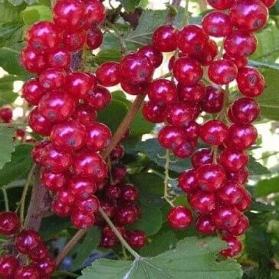 Смородина красная ПУРПУРНАЯ  Смородина красная ПУРПУРНАЯ в Петрозаводске