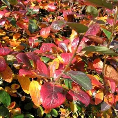 Кизильник блестящий в Петрозаводске