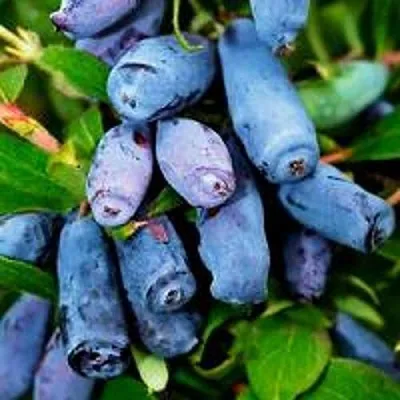 Жимолость съедобная ВОЛХОВА  Жимолость съедобная ВОЛХОВА в Петрозаводске