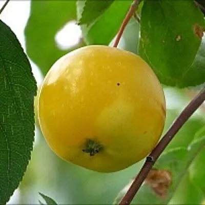 Яблоня КИТАЙКА ЖЁЛТАЯ колонновидная  Яблоня КИТАЙКА ЖЁЛТАЯ колонновидная в Петрозаводске