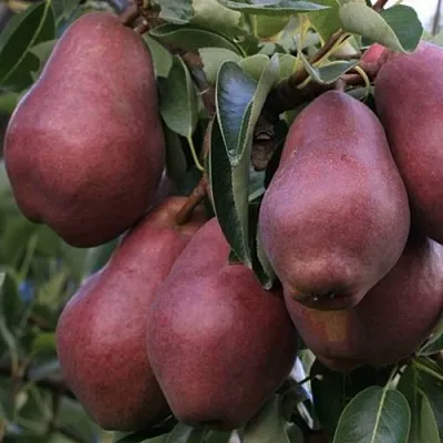 Груша РЕД ВИЛЬЯМС  Груша РЕД ВИЛЬЯМС в Петрозаводске