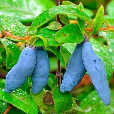 Жимолость съедобная МОРЕНА  Жимолость съедобная МОРЕНА в Петрозаводске