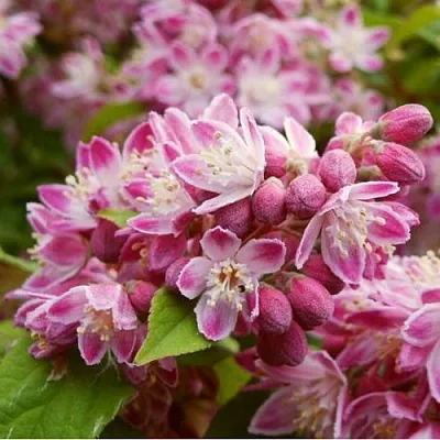 Дейция СТРОБЕРРИ ФИЛДС   Дейция СТРОБЕРРИ ФИЛДС  в Петрозаводске