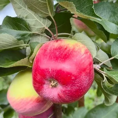 Яблоня АРБАТ колонновидная  Яблоня АРБАТ колонновидная в Петрозаводске