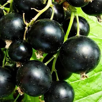 Смородина черная ДАЧНИЦА  Смородина черная ДАЧНИЦА в Петрозаводске