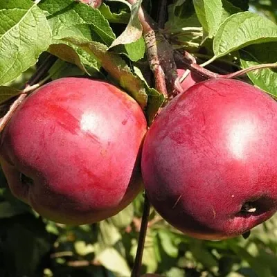 Яблоня ДАРУНАК  Яблоня ДАРУНАК в Петрозаводске