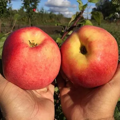 Яблоня КОВРОВОЕ стелющаяся  Яблоня КОВРОВОЕ стелющаяся в Петрозаводске