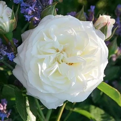 Саженцы роз АЛАБАСТЕР флорибунда  Саженцы роз АЛАБАСТЕР флорибунда в Петрозаводске