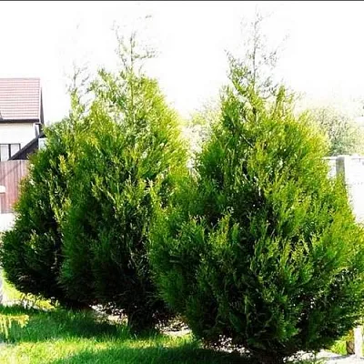 Туя АТРОВИРЕНС складчатая в Петрозаводске