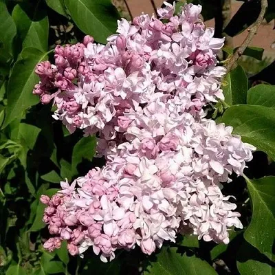 Сирень МИЛОСЕРДИЕ  Сирень МИЛОСЕРДИЕ в Петрозаводске