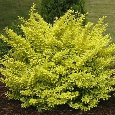 Барбарис АУРЕА тунберга  Барбарис АУРЕА тунберга в Петрозаводске