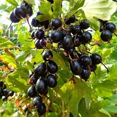 Смородина золотистая ОВАЛЬНАЯ  Смородина золотистая ОВАЛЬНАЯ в Петрозаводске