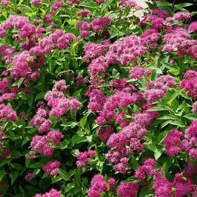 Спирея КРИСПА японская  Спирея КРИСПА японская в Петрозаводске