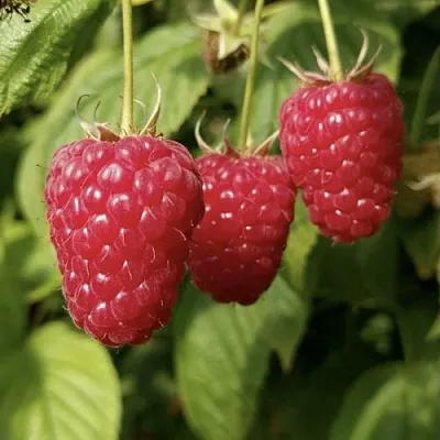 Малина МАПЕМА   Малина МАПЕМА  в Петрозаводске