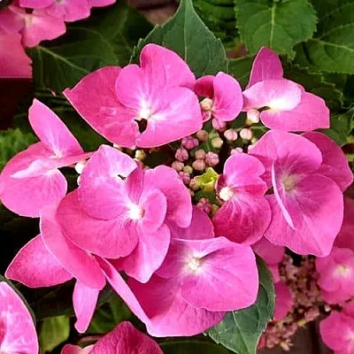 Гортензия ТАУБЕ крупнолистная  Гортензия ТАУБЕ крупнолистная в Петрозаводске