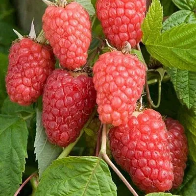 Малина КАСКАД ДЕЛАЙТ  Малина КАСКАД ДЕЛАЙТ в Петрозаводске