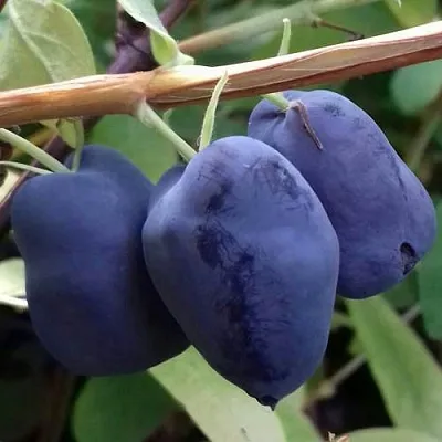 Жимолость съедобная БОРЕАЛ БЬЮТИ (СЕВЕРНАЯ КРАСАВИЦА)  Жимолость съедобная БОРЕАЛ БЬЮТИ (СЕВЕРНАЯ КРАСАВИЦА) в Петрозаводске