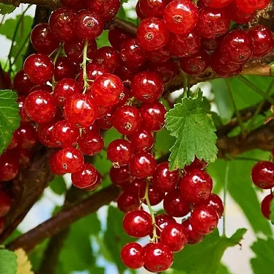 Смородина красная НАТАЛИ  Смородина красная НАТАЛИ в Петрозаводске