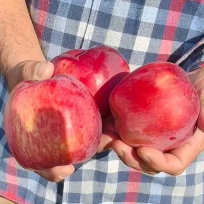 Яблоня ПАМЯТЬ КОВАЛЕНКО в Петрозаводске