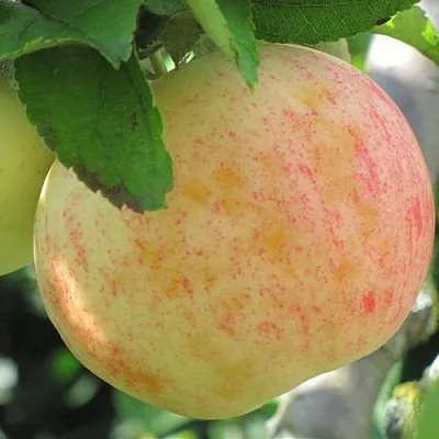 Яблоня ЛЕТНЕЕ СЛАДКОЕ  Яблоня ЛЕТНЕЕ СЛАДКОЕ в Петрозаводске