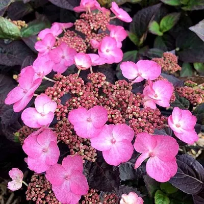 Гортензия ДАРЕДЕВИЛ пильчатая  Гортензия ДАРЕДЕВИЛ пильчатая в Петрозаводске