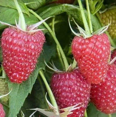 Малина ЕВРАЗИЯ  Малина ЕВРАЗИЯ в Петрозаводске