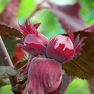 Фундук КАРДИНАЛ в Петрозаводске