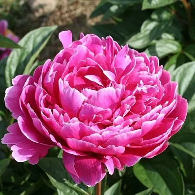 Пион СЕБАСТЬЯН МААС травянистый  Пион СЕБАСТЬЯН МААС травянистый в Петрозаводске