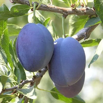 Слива СТЭНЛИ в Петрозаводске