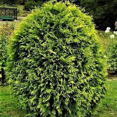 Туя ТИП ТОП западная в Петрозаводске