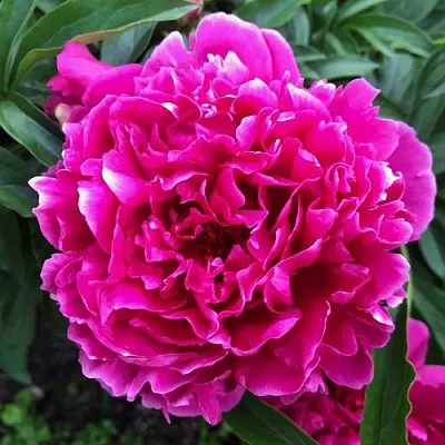 Пион КАРЛ РОЗЕНФЕЛЬД травянистый  Пион КАРЛ РОЗЕНФЕЛЬД травянистый в Петрозаводске