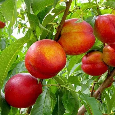 Нектарин ХАРБЛЕЙЗ  Нектарин ХАРБЛЕЙЗ в Петрозаводске