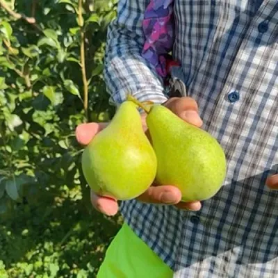 Груша ЗАРЕЧНАЯ КОМПАКТНАЯ  Груша ЗАРЕЧНАЯ КОМПАКТНАЯ в Петрозаводске