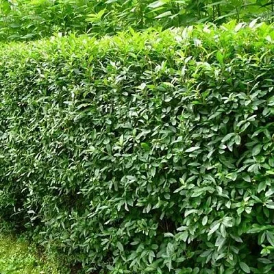 Бирючина обыкновенная  Бирючина обыкновенная в Петрозаводске