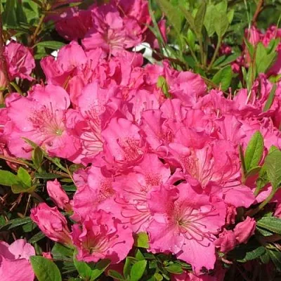 Азалия КИРСТИН японская  Азалия КИРСТИН японская в Петрозаводске