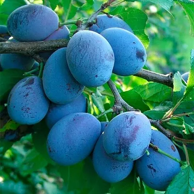 Синяя   Синяя  в Петрозаводске