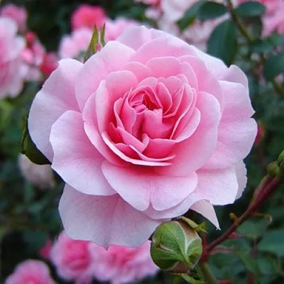 Саженцы роз БОНИКА флорибунда  Саженцы роз БОНИКА флорибунда в Петрозаводске