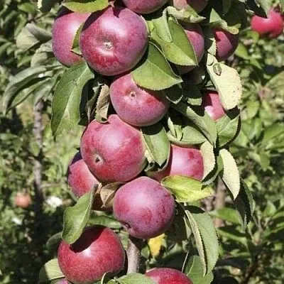 Яблоня ЕСЕНИЯ колонновидная  Яблоня ЕСЕНИЯ колонновидная в Петрозаводске