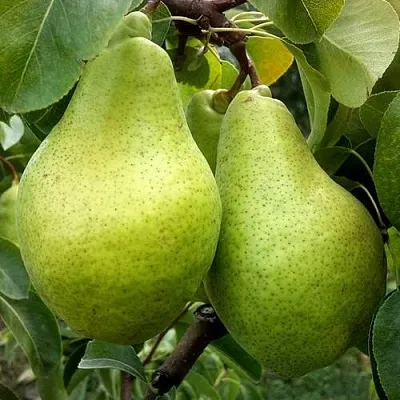 Груша НОЯБРЬСКАЯ ЗИМНЯЯ  Груша НОЯБРЬСКАЯ ЗИМНЯЯ в Петрозаводске