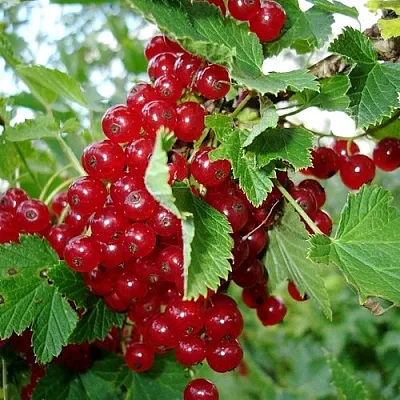 Смородина красная ГОЛЛАНДСКАЯ КРАСНАЯ  Смородина красная ГОЛЛАНДСКАЯ КРАСНАЯ в Петрозаводске