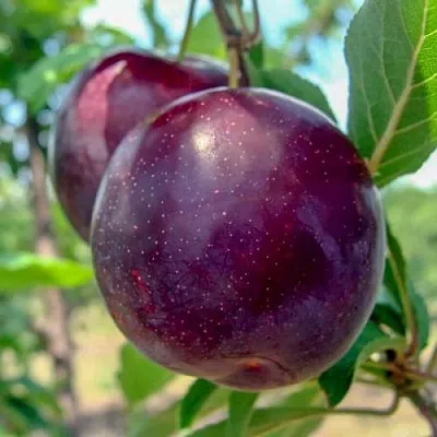 Слива АНЖЕЛИНО в Петрозаводске