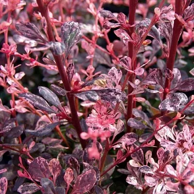 Барбарис АРЛЕКИН тунберга в Петрозаводске