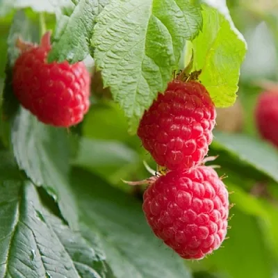 Малина МАРАВИЛЛА  Малина МАРАВИЛЛА в Петрозаводске