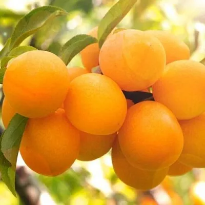 Слива МАРА в Петрозаводске