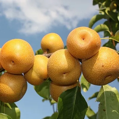 Груша азиатская  Груша азиатская в Петрозаводске