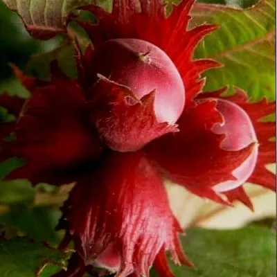 Фундук БАГРЯНЕЦ в Петрозаводске