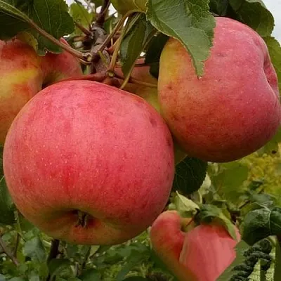 Яблоня БОЛОТОВСКОЕ  Яблоня БОЛОТОВСКОЕ в Петрозаводске